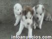 Vendo perros hosky siberiano 33474544