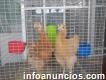 Vendo 2 gallinitas ponedoras jóvenes con jaula $30 por ambas Omo