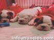 Cachorros de bulldog francés de calidad para adopción