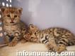 *healthy F1 savannah kittens Togo* Contact in Spanish/english