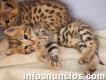 Wonderful F1 savannah kittens on sells