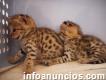 *-healthy F1 savannah kittens Togo* Contact in Spanish/english