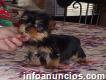 Yorkie Terrier cachorros en adopción