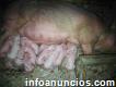 Venta de Cerdos Lechones Popayán - Cajibío