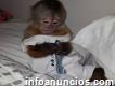 Mono capuchino para la venta