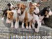 Sobresalientes cachorros de Kc Bull Terrier
