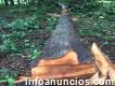 Mejores Precios Venta de madera Pochote (bombacopsis quinata)
