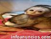 Bebé mono capuchino listo para un nuevo hogar amoroso