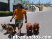 Paseando tu perro Mexicali; Paseo de Perros; Paseando Perros Mexicali