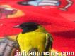 Cabecitas Negras , Jilguero Peruano (carduelis Magellanica)