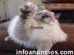 Tenho à venda duas ninhadas fantásticas de gatinhos Ragdoll dos animais de estimação da nossa família mãe e filha.
