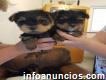 T-cup Yorkie Cachorros Disponibles