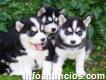 Perros Huskey Siberianos adorables, juguetones y saludables.
