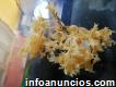 Seaweed seamoss chondrus crispus gracilaria irishmoss