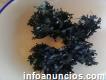 Algas seamoss chondrus crispus gracilaria irishmoss