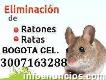 Control de roedores Fumigaciones en Bogotá 3007163288