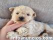 Home Trained Teacup Puppies maltipoo pups