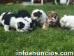 Cachorros de Bulldog Inglés registrados en Akc