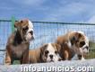 Cachorros Bulldog Inglés Disponibles