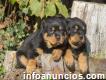 Cachorros Rottweiler disponibles