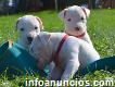 Cachorros Dogo Argentino de Navidad disponibles ahora