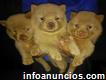 Chow chow disponibles
