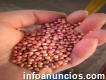 Semilla de maíz para siembra empresa agricomseeds