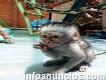 Mono capuchino para venta whatsapp +34632547516