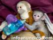 Monos Amigables En Adopción +34612527508