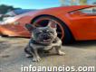 French Bulldog Studs Services Chicago