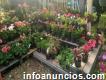Suministro de plantas en Bogotá