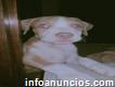 Pitbull terrier en venta, dos meses ya vacunados desparasitados y vitaminados en Villanueva cortes