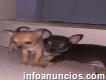 Chihuahuas cabeza de manzana minis, padres mexican