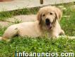 Golden retriever cachorros en venta zona Bávaro