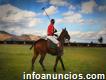 Alfredo Bigatti Polo Horses and Practices